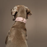 Classic Pink Collar