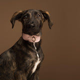 Classic Pink Collar