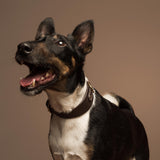 Classic Brown Collar