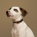 Classic Brown Collar
