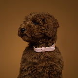 Classic Pink Collar