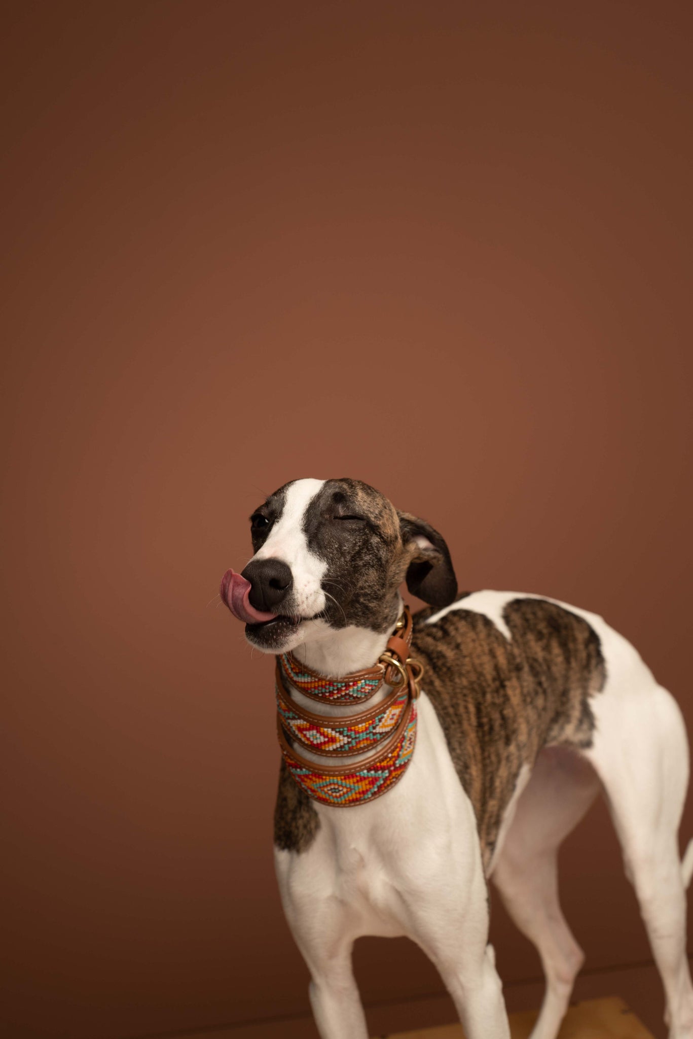 dog collar